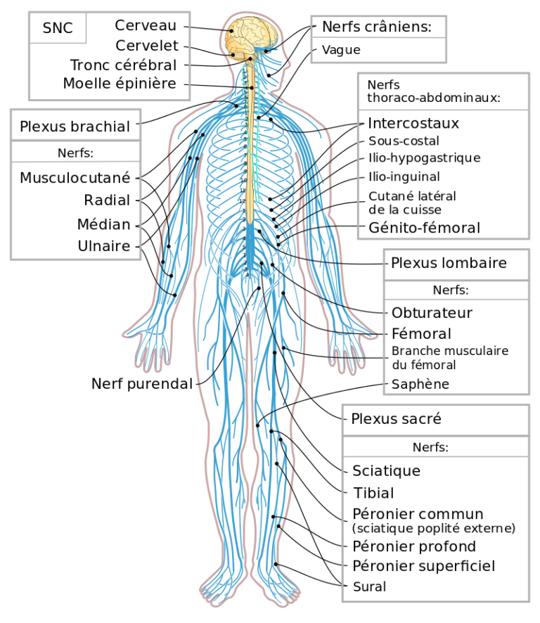 Nerf vague : anatomie, pathologies, traitements